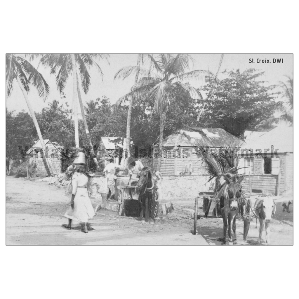Island Scene ~ St. Croix Postcard - Vintage Virgin Islands