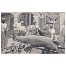 Load image into Gallery viewer, A Rare Shark Catch ~ St. Croix Postcard - Vintage Virgin Islands
