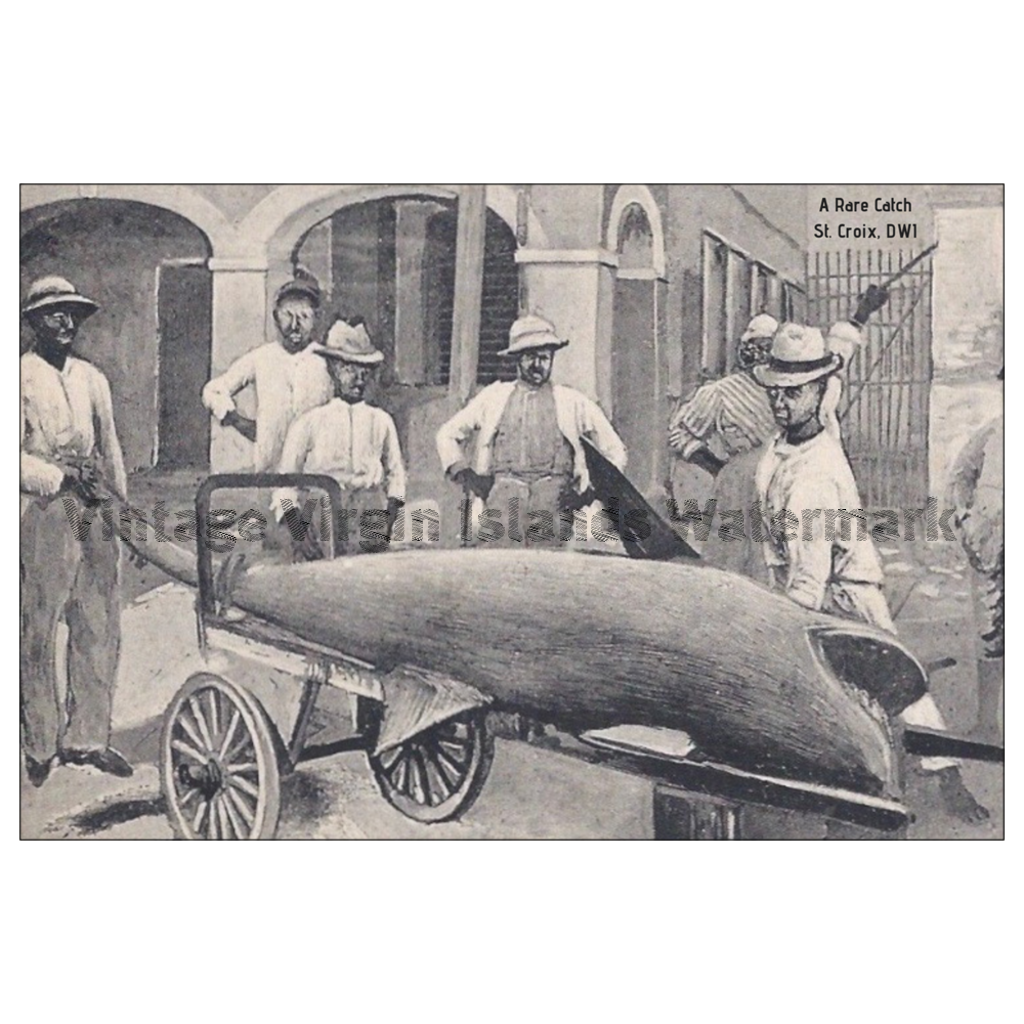 A Rare Shark Catch ~ St. Croix Postcard - Vintage Virgin Islands