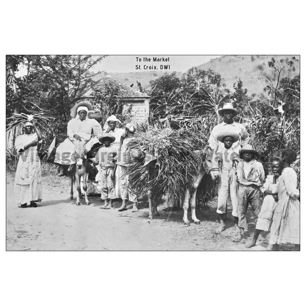 Off to Market ~ St. Croix Postcard - Vintage Virgin Islands