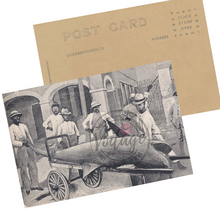 Load image into Gallery viewer, A Rare Shark Catch ~ St. Croix Postcard - Vintage Virgin Islands